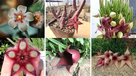 Esp Cies De Stapelia Para Identifica O Novas Esp Cies Atualizadas