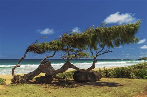 Wind Blown Tree Photograph Scenic Photography Nature Photography