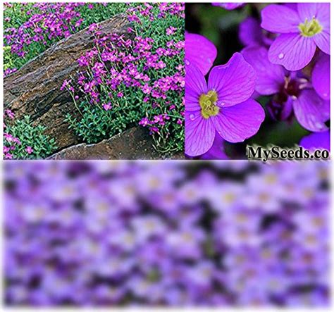 300 X Purple Rockcress Aubrieta Deltoidea Seeds Purple Or Blue