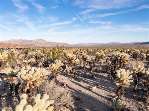 Skull Rock Joshua Tree: Hiking Guide — The Discoveries Of