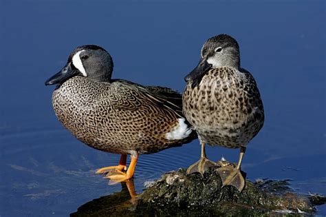 20 Ducks In Pennsylvania A Guide To Which Species To Spot