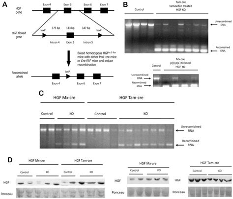 A Schematic Of The Targeting Strategy For Conditional Inactivation Of