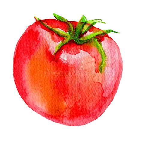 Ejemplo De Pintura Dibujado Mano Del Tomate De La Acuarela Stock De