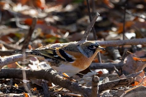 South Dakota Birding