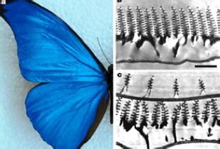 Biomimetics – Mimicing the Way Nature Does Things | Nanooze!