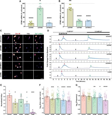 STIM1 2 Calcium Sensors Are Required For Muscarinic Induced SOCE And