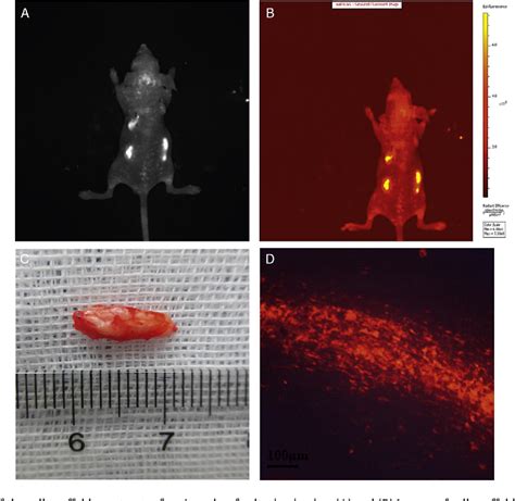 Figure From Improved Preparation Of Acellular Nerve Scaffold And