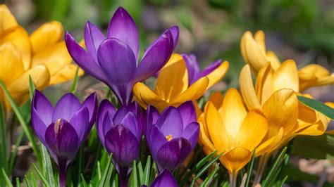 Images Yellow Violet Flowers Crocuses Closeup X