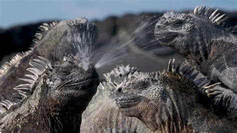 Watch A Marine Iguana Sneeze Salt Out Of Its Nose Nwf Ranger Rick