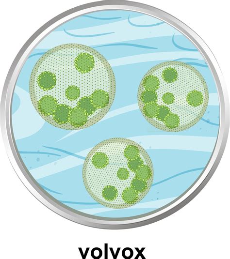 Volvox Cell Structure Labeled