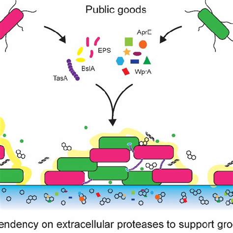 Summary Of The Role Of Extracellular Proteases And Extracellular