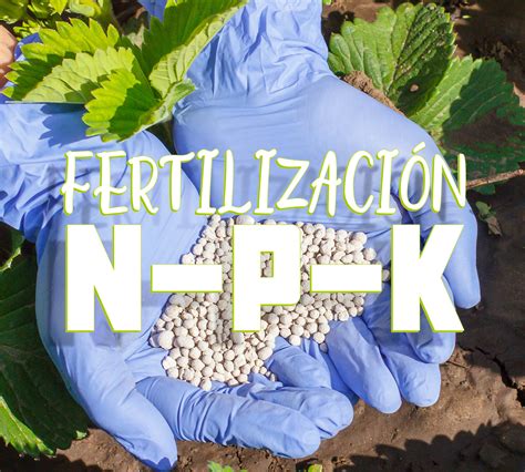 Conociendo El Fertilizante M S Completo Npk Alliallpa