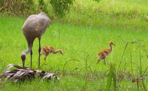 MODS: Adorable Baby Sandhill Cranes in Florida