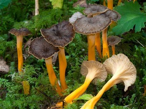 Rödgul trumpetsvamp Cantharellus lutescens Svamp Svampar Trädgård