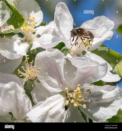 A Honey Bee Feeding On Pollen On Apple Blossom Flowers In A Garden In