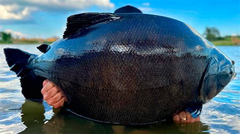 Caravana Fazenda Pacu Peixes Gigantes E Muita Resenha Youtube