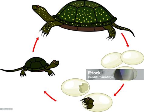 Siklus Hidup Kurakura Kolam Eropa Urutan Tahap Perkembangan Penyu Dari