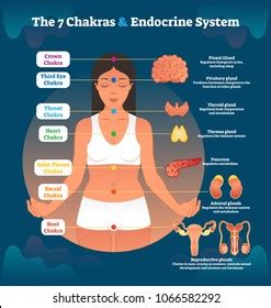 Chakras Et Syst Me Endocrinien Sch Ma Image Vectorielle De Stock