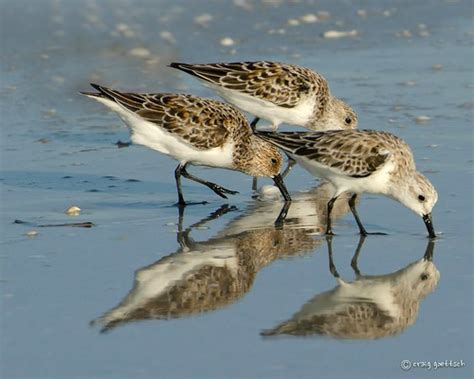 Sanderling Reflections A Trio Of Sanderlings Feeding Along Flickr