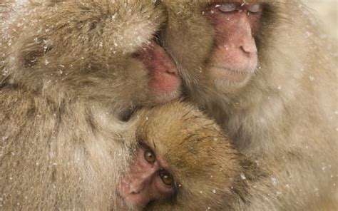 90 Japanese Macaque Hd Wallpapers Background Images