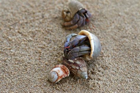 Can Hermit Crabs Kill Each Other Fur Wings And Scaly Things