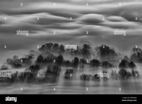 Black And White Landscape Foggy Forest At Sunrise Stock Photo Alamy