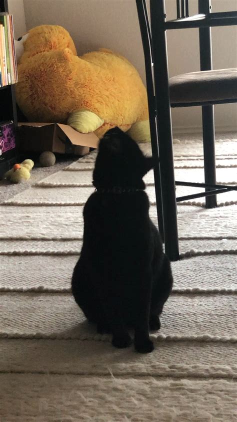 Meet Mr Nugget The Cat That Just Wants To Let You Know Rcatswhoyell
