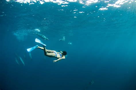 Diving Wallpapers Wallpaper Cave