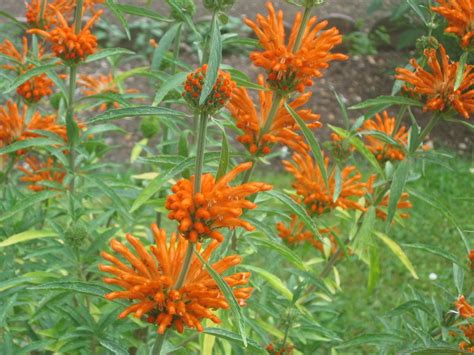 Leonotis leonurus - Wikipedia