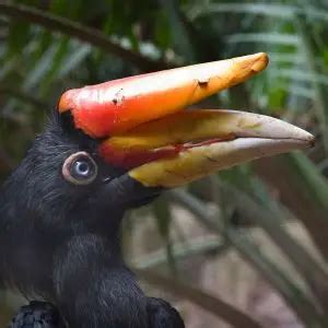 Rhinoceros Hornbill - Facts, Diet, Habitat & Pictures on Animalia.bio