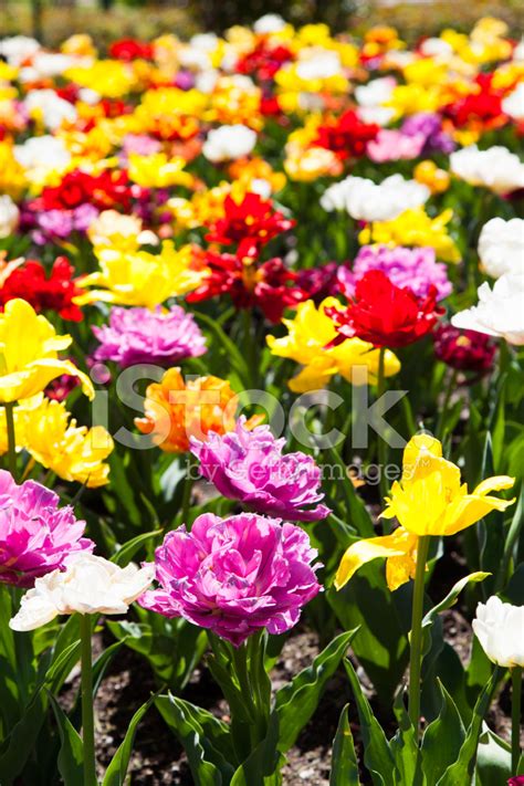 Tulips Garden Stock Photo | Royalty-Free | FreeImages