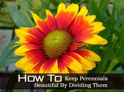 45 Easy Perennials Flowers That Come Back Every Year [guide] Easy Perennials Perennials