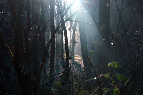 Free Picture Environment Evening Fog Foggy Forest Backlit Dark Dawn