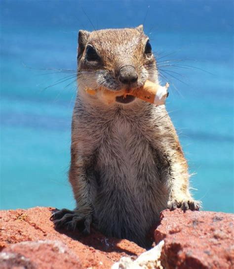 The Canary Islander Canary Islands Plants And Animals