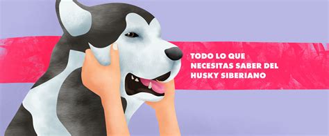 Lo Que Necesitas Saber Del Husky Siberiano Perros Sollamascotas