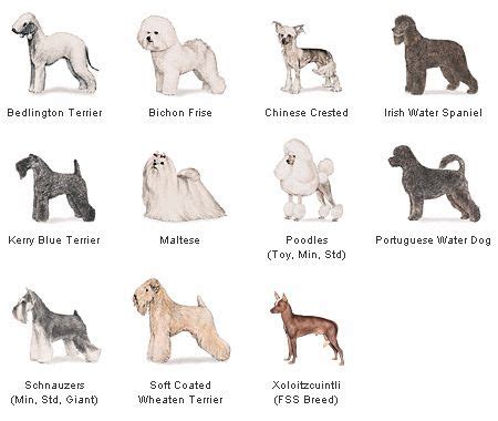 List of HypoAllergenic Dogs Breeds That You Should Know | Happy Dogs World
