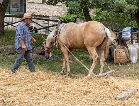 Roseto Valfortore Torna La Festa Del Grano E Della Ruralit