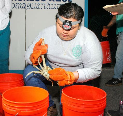 Llaman A Proteger Y Conservar Al Cangrejo Azul En Isla Mujeres