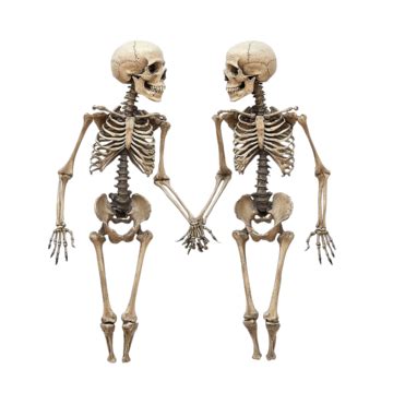 Skeletons Holding Hands Skeletons Holding Hands Male Skeleton PNG