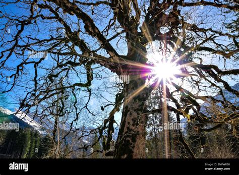 Backlit Shot Through The Branches Of A Sycamore Tree In The Stillachtal