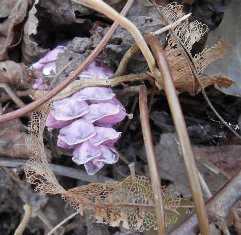 Gewöhnliche Schuppenwurz Lathraea squamaria subsp squama Flickr