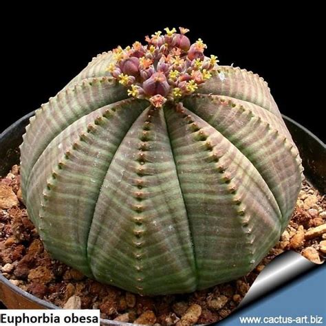 Euphorbia obesa / 5 seeds (Baseball Plant) - UnusualSeeds