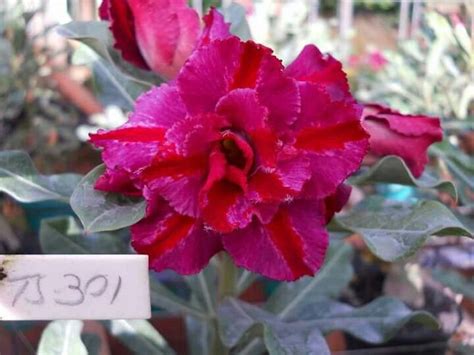 Pin De Jucilene Vieira Barros Em Rosa Do Deserto Adenium Obesum