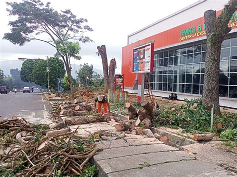 Dlh Kembali Pangkas Pohon Di Jalan Kota