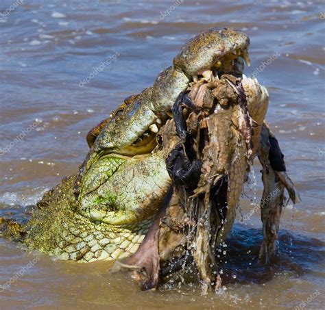 Crocodile eats a wildebeest — Stock Photo © GUDKOVANDREY #115936292