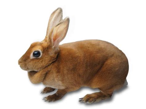 Lapin mini rex Origine Caractère Alimentation et Comportement