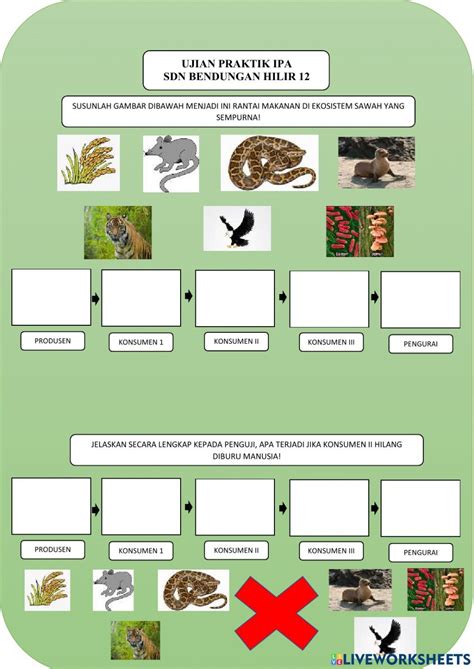 Lkpd Rantai Makanan Interactive Worksheet Artofit