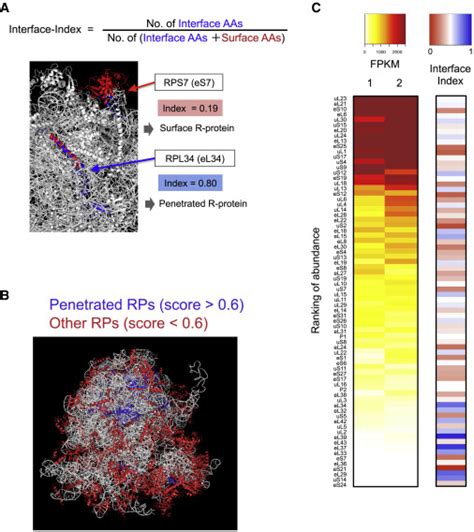 On Site Ribosome Remodeling By Locally Synthesized Ribosomal Proteins