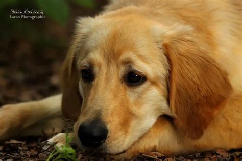 Durchfall Beim Hund Hey Fiffi