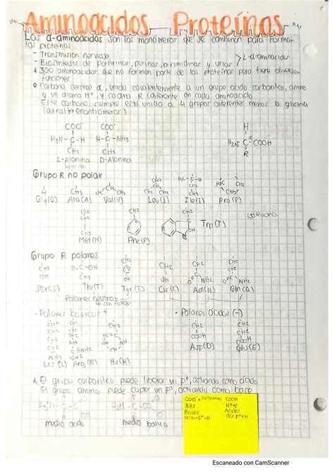 Solution Amino Cidos Y Prote Nas Studypool